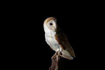 Barn owl - studio captured portrait