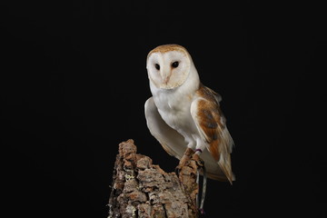 Barn owl - studio captured portrait