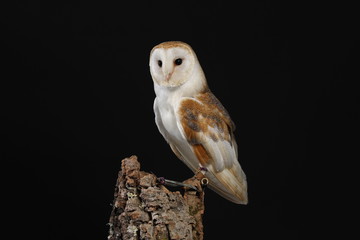 Barn owl - studio captured portrait