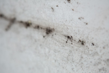 black mold damage to home