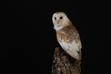 Barn owl - studio captured portrait