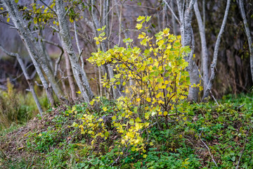 colored tree leaves lush pattern in forest with branches and sunlight