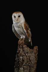 Barn owl - studio captured portrait
