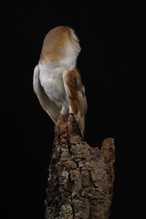 Barn owl - studio captured portrait