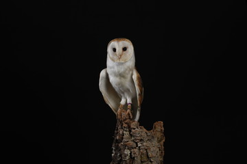 Barn owl - studio captured portrait