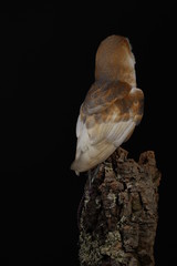 Barn owl - studio captured portrait