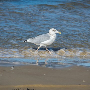 One seagull walking along the seashore.