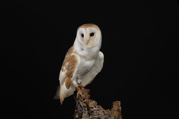 Barn owl - studio captured portrait