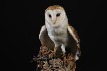 Barn owl - studio captured portrait