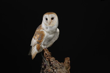 Barn owl - studio captured portrait