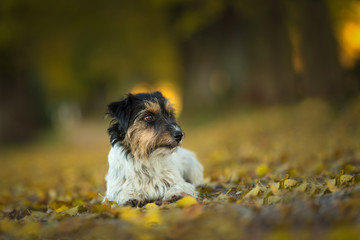 Jack Russell Terrier. Little cute dog is lying in the beautiful forest in autumn