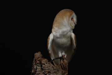 Barn owl - studio captured portrait