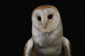 Barn owl - studio captured portrait