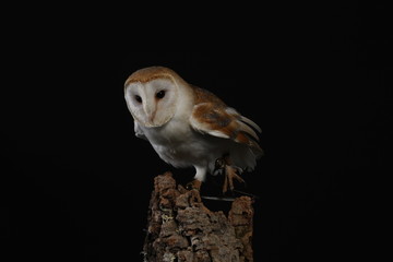Barn owl - studio captured portrait