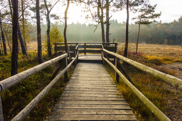 Fototapeta premium Hiddeser Bent Moor, Detmold, Deutschland