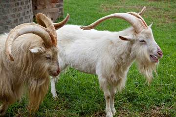 Male Goats
