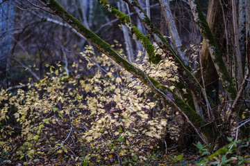 Fototapeta premium colored tree leaves lush pattern in forest with branches and sunlight