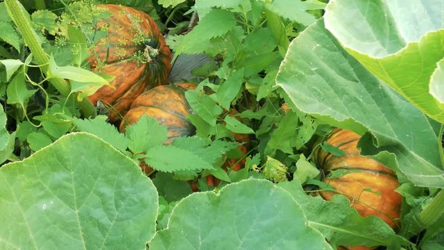 Ripe orange pumpkins between green plants. Wind blowing, leaves moving. Small insect on the vegetable. Fresh Halloween symbol in real nature. Cloudy autumn day.