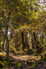 Tree Forest Trek of Himalayas