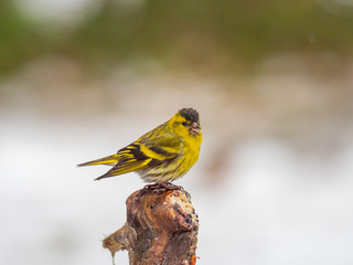 Siskin ( carduelis spinus ) perched on a pine tree branch