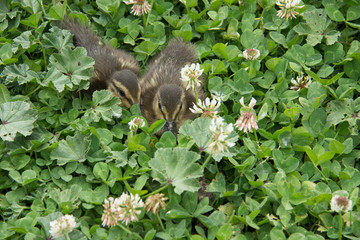 Crías de pato entre la hierba