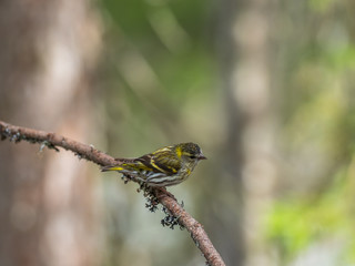 Siskin ( carduelis spinus ) perched on a pine tree branch
