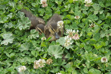 Crías de pato entre la hierba