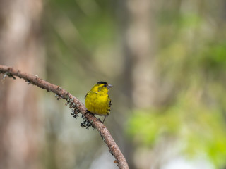 Siskin ( carduelis spinus ) perched on a pine tree branch