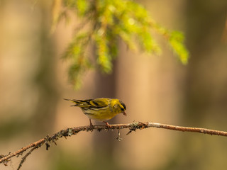 Siskin ( carduelis spinus ) perched on a pine tree branch