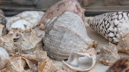 old shell for collection