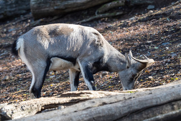 Bharal or Himalayan blue sheep or naur (Pseudois nayaur)