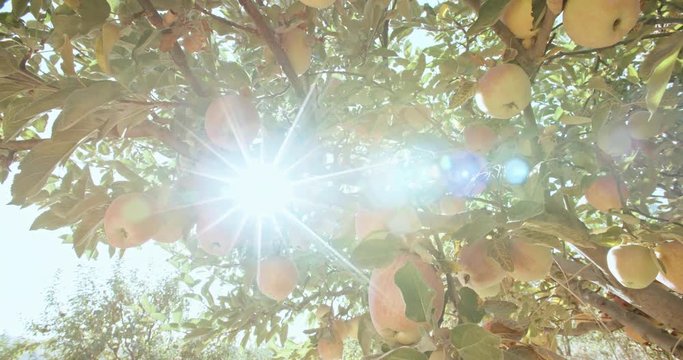 Bunches of sweet yellow apples hanging on branches of trees in summer or autumn garden closeup 4k