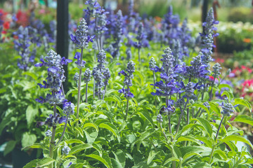 Flores de lavanda