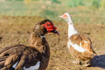 Big handsome brown male - musky duck outdoors on a bright sunny summer day. In the background is out of focus female duck. The concept of purebred poultry, breeding poultry.