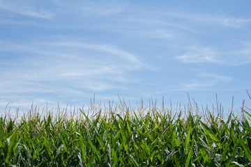 Cielo y maizal