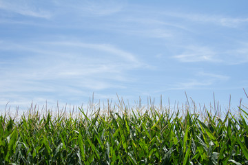 Cielo y maizal