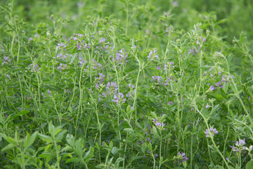 Alfalfa en flor
