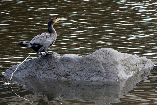 cormoran &agrave; aigrettes