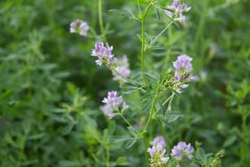 Alfalfa en flor