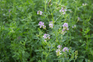 Alfalfa en flor