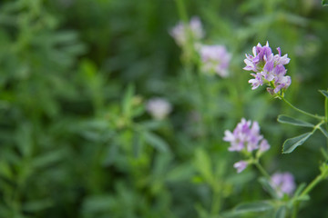 Alfalfa en flor