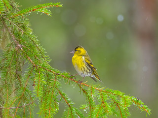 Siskin ( carduelis spinus ) perched on a pine tree branch