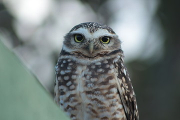 Coruja buraqueira
