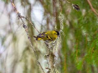 Siskin ( carduelis spinus ) perched on a pine tree branch