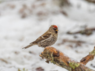 Redpoll ( Carduelis flammea )