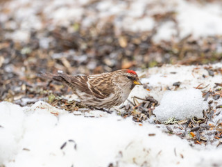 Redpoll ( Carduelis flammea )