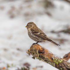 Redpoll ( Carduelis flammea )