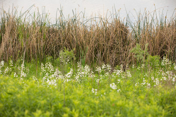 Prairie