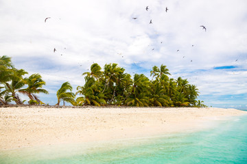 Small remote tropical island motu overgrown with palms. Sandy beach, flock of birds flying....