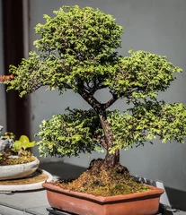 Fotobehang Bonsai bonsai  © Timothy
